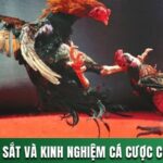 ĐÁ GÀ CỰA SẮT VÀ KINH NGHIỆM CÁ CƯỢC CHẮC THẮNG ĐỈNH CAO 12 ĐÁ GÀ CỰA SẮT