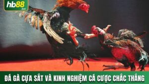 ĐÁ GÀ CỰA SẮT