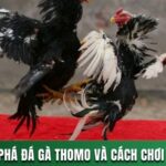 KHÁM PHÁ ĐÁ GÀ THOMO - SIÊU PHẨM ĐÁ GÀ TRỰC TUYẾN HẤP DẪN 13 ĐÁ GÀ THOMO