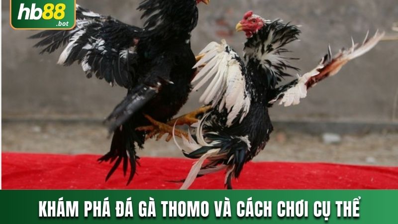 ĐÁ GÀ THOMO